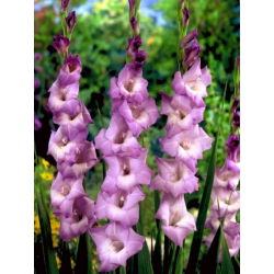 Mediterranee gladiolus - 5 stk.