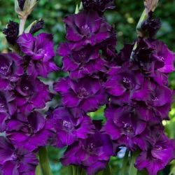 Mombasa gladiolus - 5 stk.