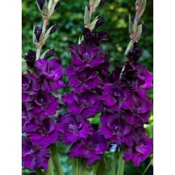 Mombasa gladiolus - 5 stk.