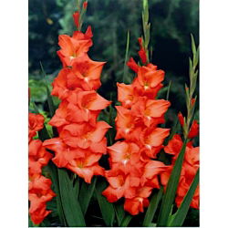 Pisa gladiolus - 5 stk.
