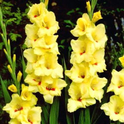 Platini gladiolus - 5 stk.