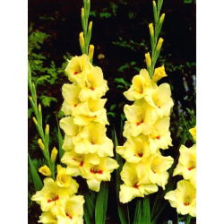 Platini gladiolus - 5 stk.