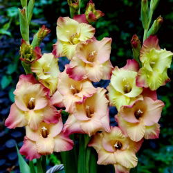Skydegladiolus - 5 stk.