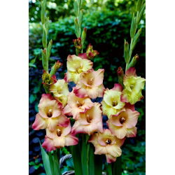 Skydegladiolus - 5 stk.