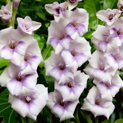 Condor Pasa gladiolus - 5 stk.