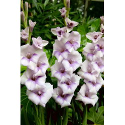 Condor Pasa gladiolus - 5 stk.