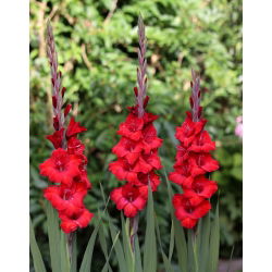 Crossfire gladiolus - 5 stk.