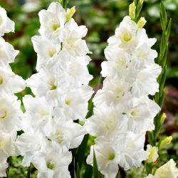 Elmorada gladiolus - 5 stk.