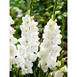 Elmorada gladiolus - 5 stk.