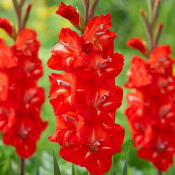 Firebug gladiolus - 5 stk.