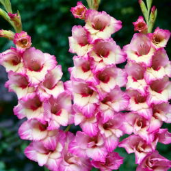 Novara gladiolus - 5 stk.