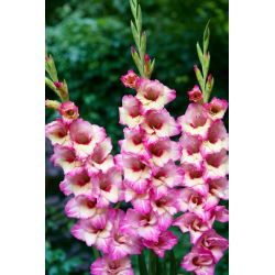 Novara gladiolus - 5 stk.