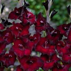 Pescara gladiolus - 5 stk.