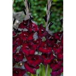 Pescara gladiolus - 5 stk.