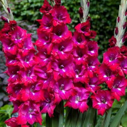 San Siro gladiolus - 5 st