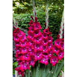 San Siro gladiolus - 5 st