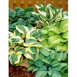 Hosta - sortmix med olikfärgade blad - stort paket! - 10 st; groblad lilja