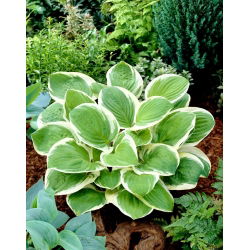 Diana Remembered hosta, groblad lilja - stor blomma - stort paket! - 10 st