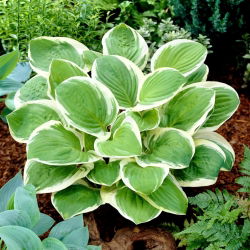 Diana Remembered hosta, groblad lilja - stor blomma - stort paket! - 10 st