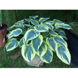 First Frost hosta, gysločio lelija