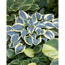 First Frost hosta, groblad lilja - stort paket! - 10 st