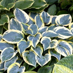 First Frost hosta, groblad lilja - stort paket! - 10 st