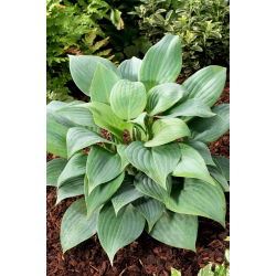Doftande Blå hosta, groblad lilja - en väldoftande sort - stor förpackning! - 10 st