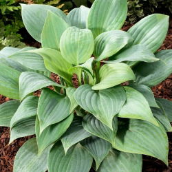 Doftande Blå hosta, groblad lilja - en väldoftande sort - stor förpackning! - 10 st