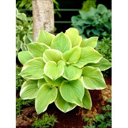 Doftbukett hosta, groblad lilja - en väldoftande sort - stort paket! - 10 st