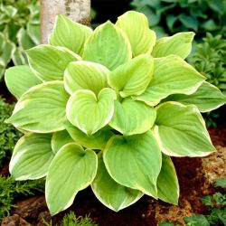 Doftbukett hosta, groblad lilja - en väldoftande sort - stort paket! - 10 st