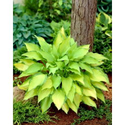 Lady Guinevere hosta, groblad lilja - mörkrosa blomma - stort paket! - 10 st