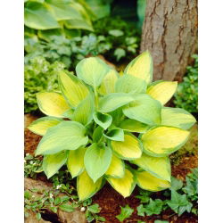 Paul's Glory hosta, groblad lilja - stort paket! - 10 st