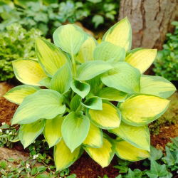 Paul's Glory hosta, groblad lilja - stort paket! - 10 st