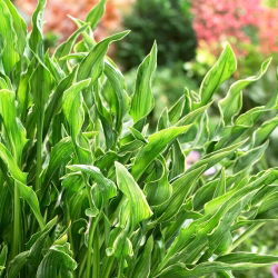 Praying Hands hosta, plantain liilia