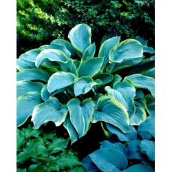 Regal Splendor hosta, groblad lilja - stort paket! - 10 st