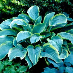 Regal Splendor hosta, groblad lilja - stort paket! - 10 st