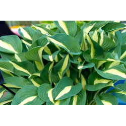 Risky Business hosta, plantain liilia