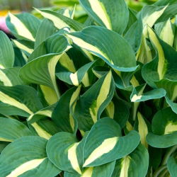Risky Business hosta, plantain liilia