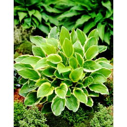 Så söt hosta, groblad lilja - en väldoftande sort - stort paket! - 10 st