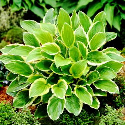 Så söt hosta, groblad lilja - en väldoftande sort - stort paket! - 10 st