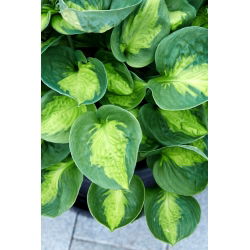 Sunset Grooves hosta, groblad lilja - stort paket! - 10 st