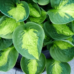 Sunset Grooves hosta, groblad lilja - stort paket! - 10 st