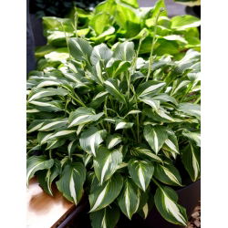 Univittata hosta, groblad lilja - stort paket! - 10 st
