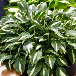 Univittata hosta, groblad lilja - stort paket! - 10 st
