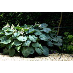 Kingsize-Hosta, Spitzwegerich - Blätter im XL-Format - 