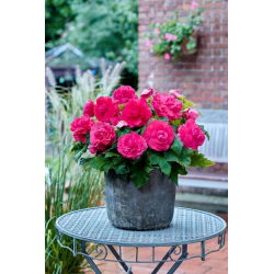 Superba Rose large-flowered begonia - pink flowered - pink - 2 pcs