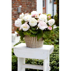 Superba begonia de flores grandes Blanco - 2 piezas