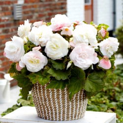 Superba begonia de flores grandes Blanco - 2 piezas