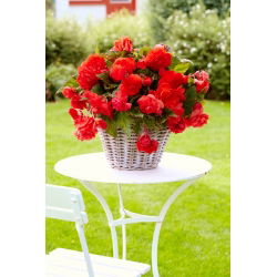 Odorata Red Glory begonie parfumata - pachet mare! - 20 buc.