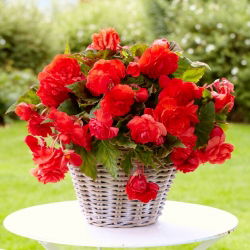 Odorata Red Glory begonie parfumata - pachet mare! - 20 buc.